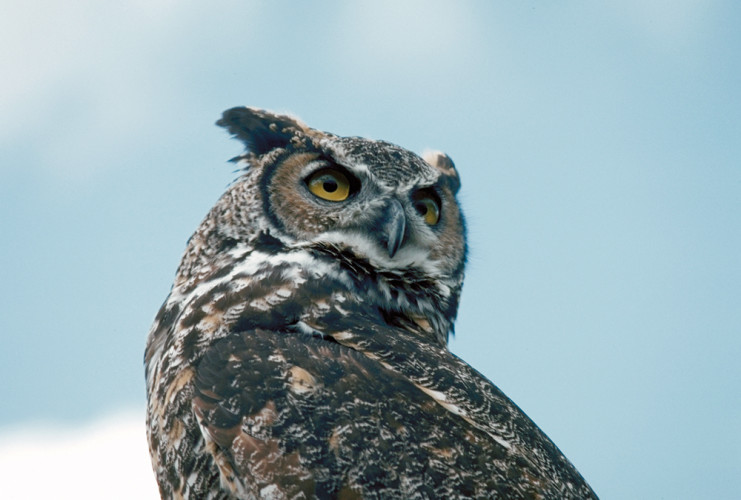An owl