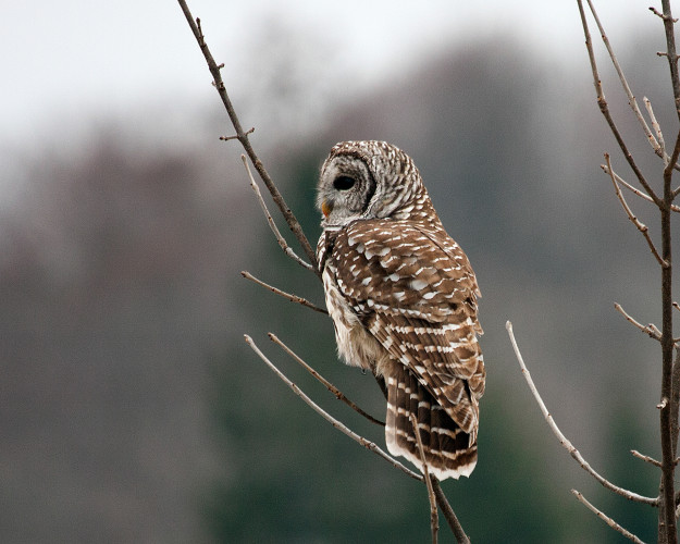 An owl in a tree