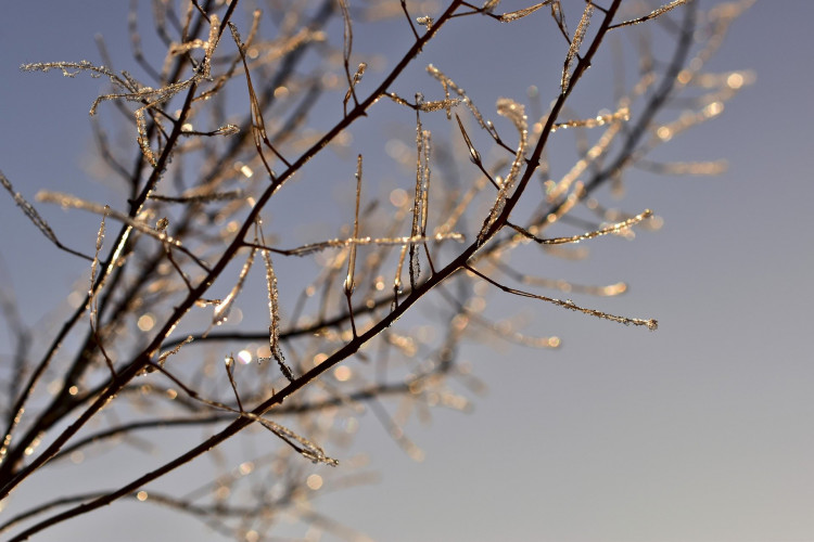 tree-4805698_1920.jpg