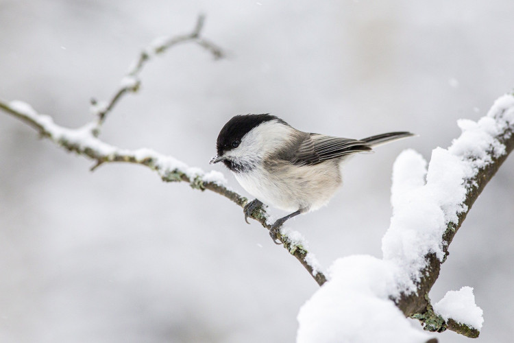A chickadee in a tree