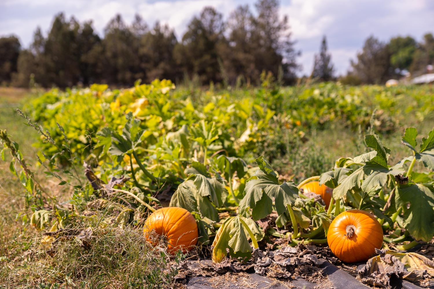 DD-Ranch-Pumpkin-Patch.jpg
