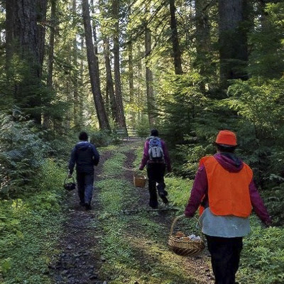 Mushroom Foraging.jpeg