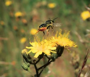 NOVEMBER-NHP.-Megachilid-Closeup.-Photo-by-Coltyn-Kidd.-300x258-300x258.jpg