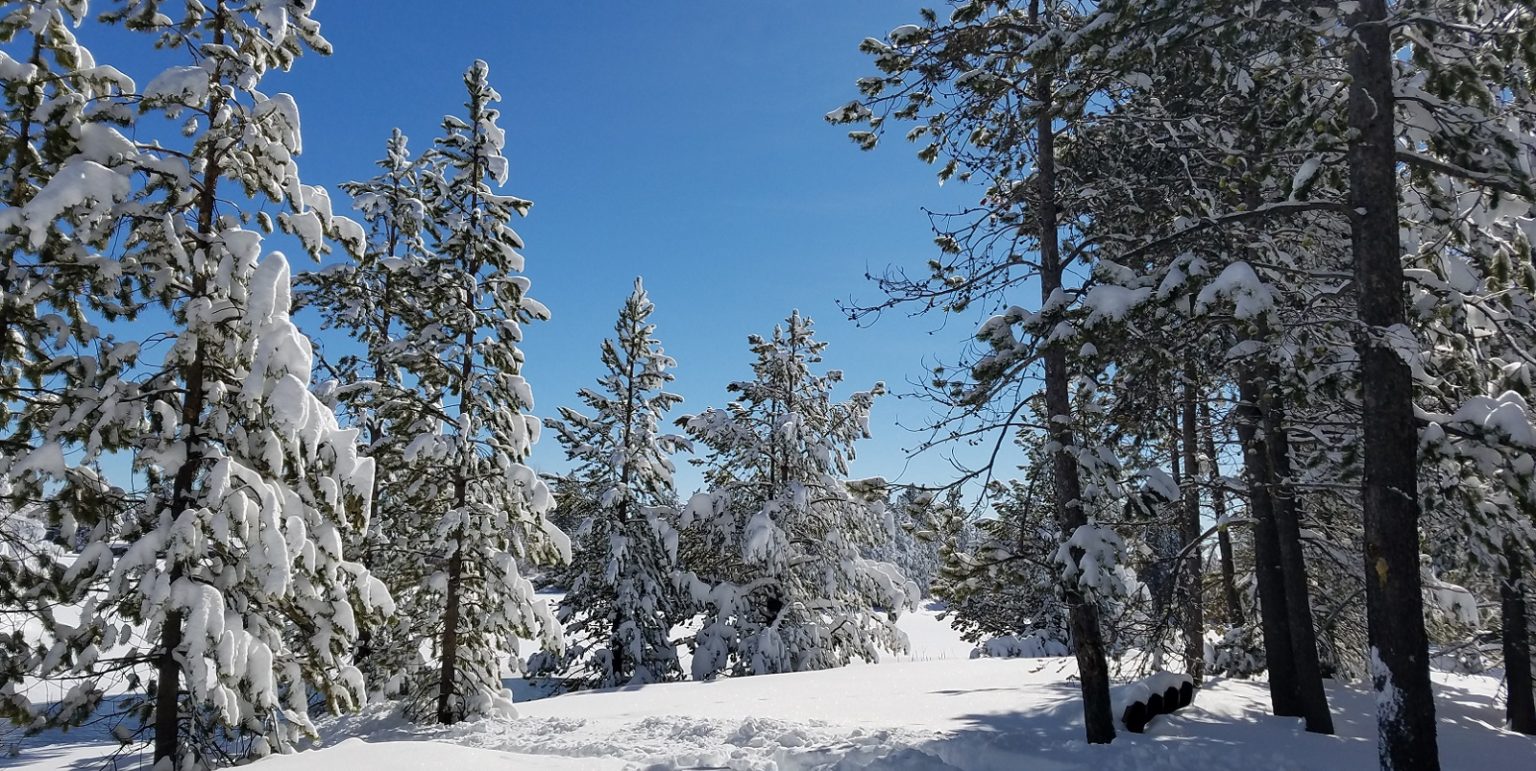 winter-wonderland-1536x771.jpeg